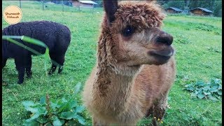 حيوان اللاما نوع من انواع الجمال llama animal youtube