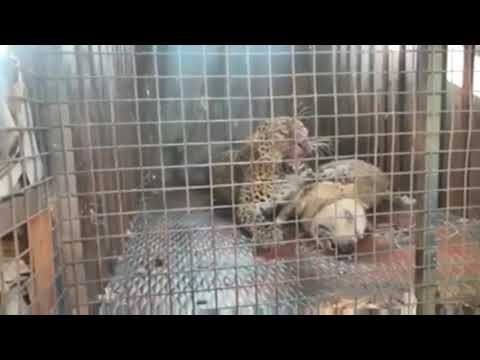 Leopard was caught on Dogo Argentino