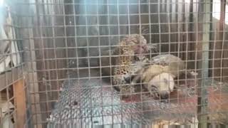 Leopard was caught on Dogo Argentino