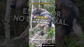 Este lobo no es común… es algo raro.lobo #raro #vida_salvaje #naturaleza #animales #viral