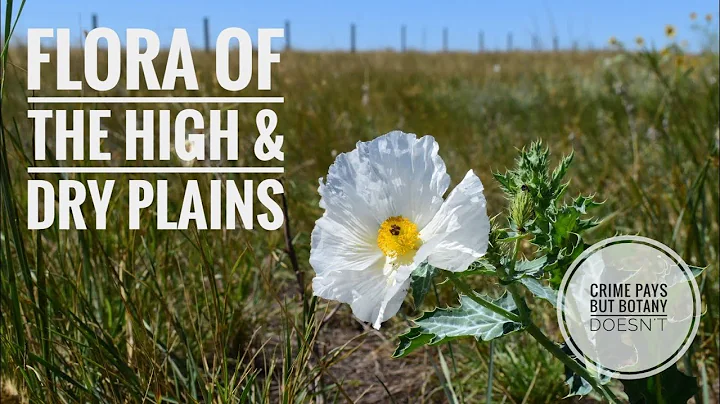 Flora of the High & Dry Plains - DayDayNews