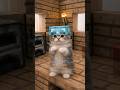 Minecraft Cats Dancing in Every Armor Set!🪵💎