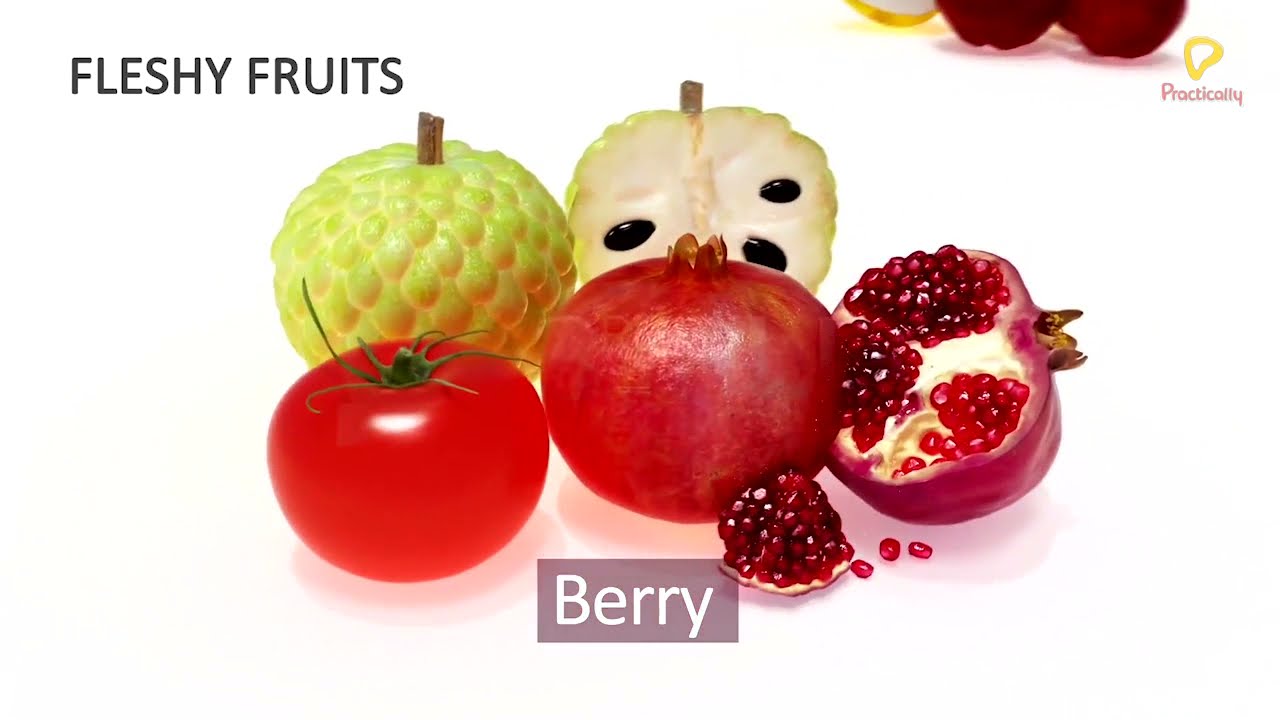 Practically's Concepts - Fleshy Fruits - 