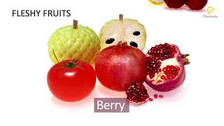 Practically's Concepts - Fleshy Fruits - #LearnPractically screenshot 4