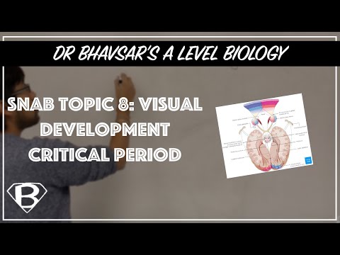 SNAB topic 8: visual development critical period