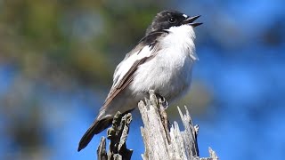 Pied Flycatcher Song. Trauerschnäpper Gesang. Svartvit flugsnappare sång. Kirjosieppo änni