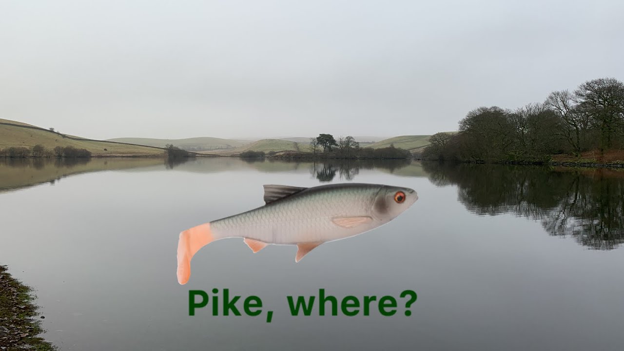 Pike Lure Fishing - 22cm Savage Gear River Roach - UK canal lure fishing