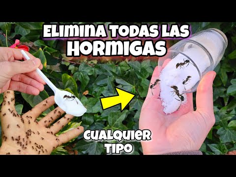 APLICALO y Di Adiós a las HORMIGAS de Casa o Plantas con este REMEDIO CASERO ORGÁNICO! Sin Arroz