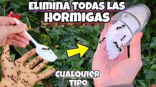 APLICALO y Di Adiós a las HORMIGAS de Casa o Plantas con este REMEDIO CASERO ORGÁNICO! Sin Arroz