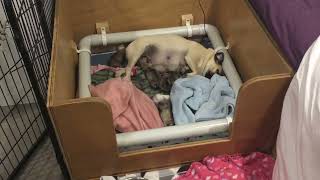 Pug puppies 2 days old