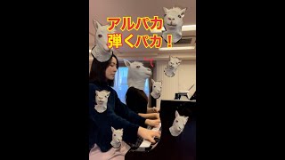 アルパカ、弾くパカ🎹/ ピアノ連弾【ごぼう】#shorts