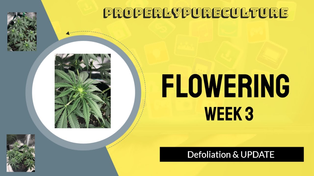 ProperlyPureCulture| Flower Week 3: Defoliation & Update |Black Domina x Scott's Og