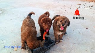 Egyptian puppies 2024 The Dodo MrBeast  #animals  #puppy #dogs #puppy #dog #k1 #viral  #cats