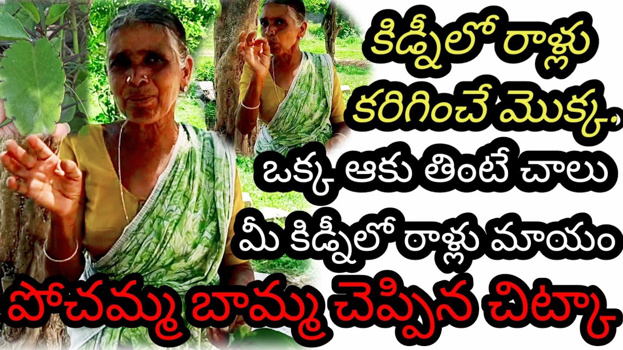 Ranapala Plant Uses In Telugu Ranapala Plant Uses In Telugu