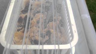 ニホンミツバチ採蜜2014.8.6