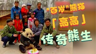 大熊猫高高的精彩熊生：幼年被救不愿放归，屡次求包养；出访美国15年生五个娃儿孙满堂，百岁高龄依然童颜