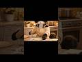 mummy cat cooking in paratha#viralfeed #viralstory 🤤 #cat #cooking #organic #catlove #viral