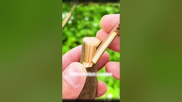 荔枝果樹嫁接的詳細操作過程，30秒快速教你學會如何嫁接果樹技巧Detailed operation process of grafting lychee fruit，how to graft