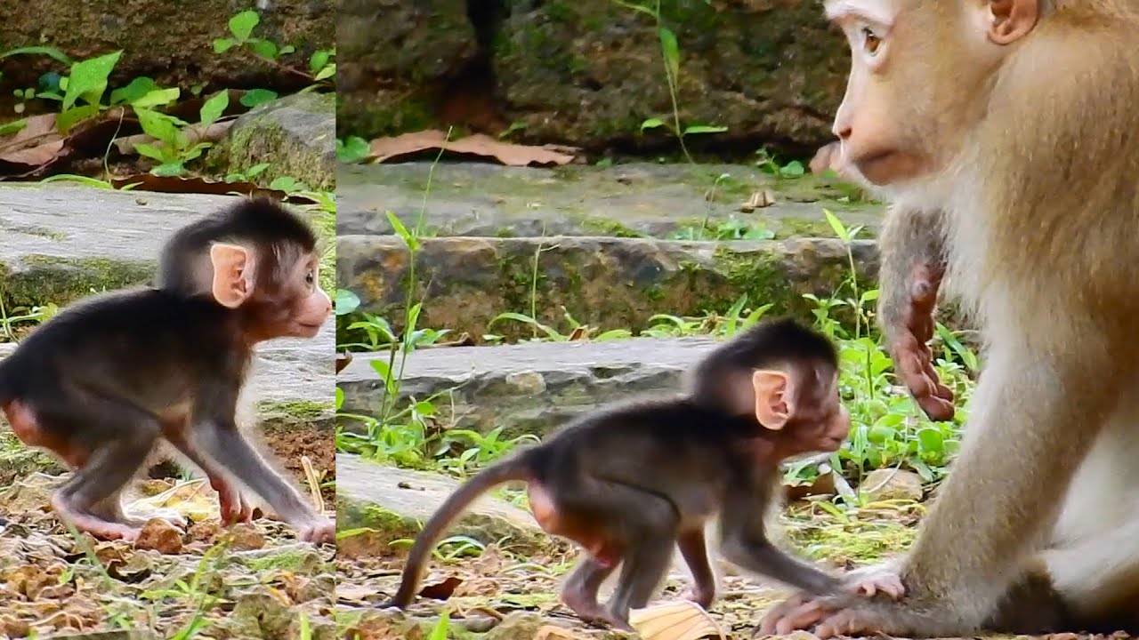 Wow Congratulation! Newborn Brady living with foster mom Rose is able to walk a few steps Ep646