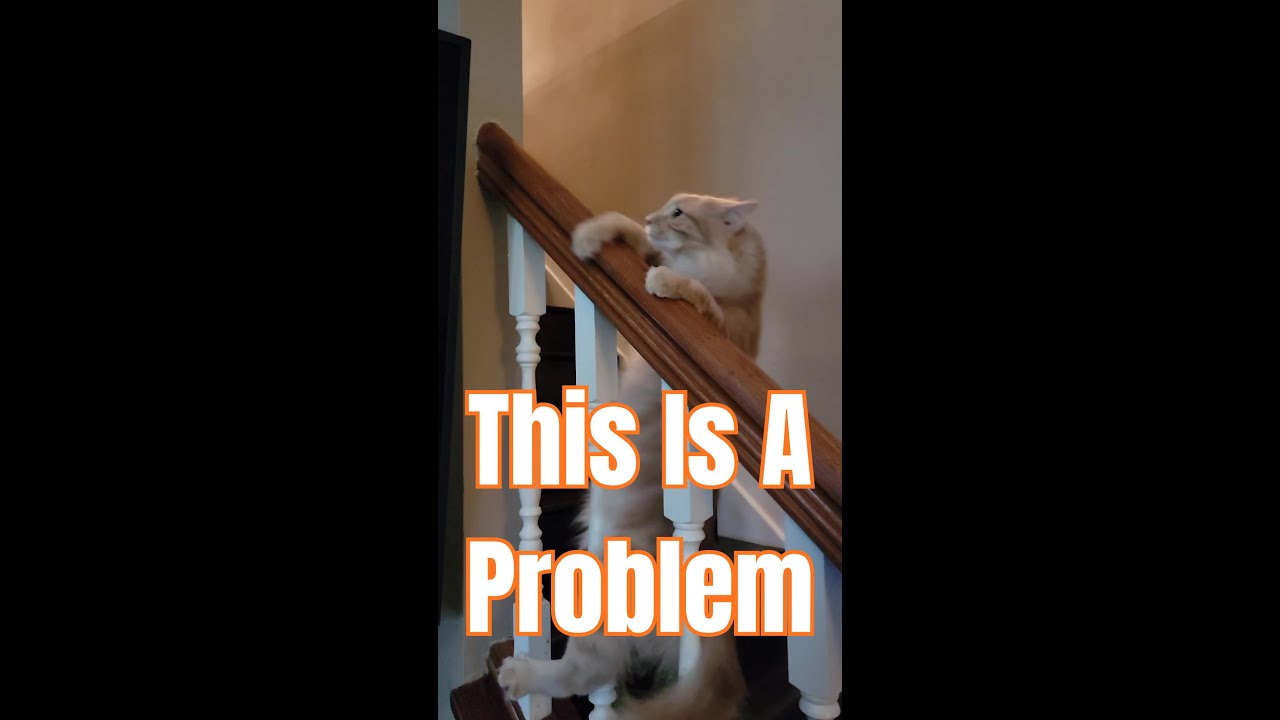 My Cat is Everyone's Best Problem - YouTube