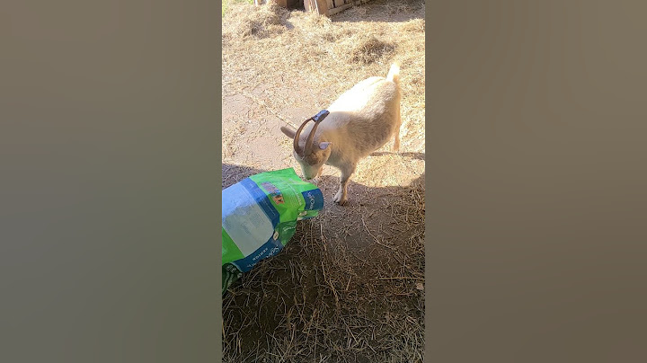 Goat Gets Head Stuck Inside Packet of Leftover Horse Feed Grains - 1258603
