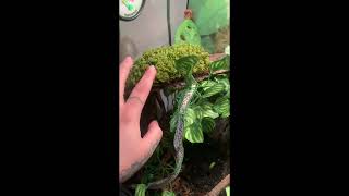 Red Eye Tree Frog Care Guide