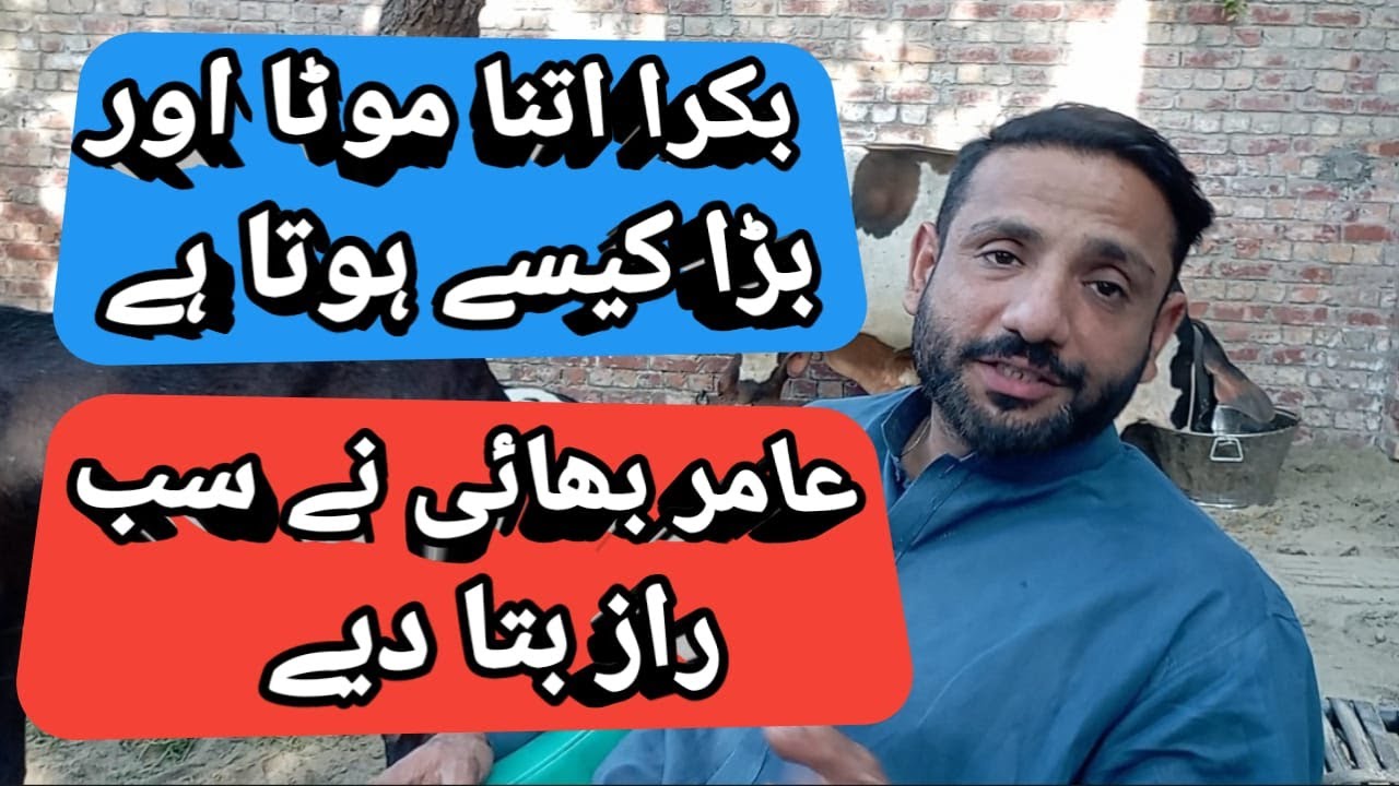 how to increase goat weight بکروں کا اگر وزن بڑھانا ہے تو کیا کرنا ہوگا