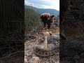Snake Tries Nest Robbery – Eagle Says No! #shorts  #wildlife  #predator #trending #viral