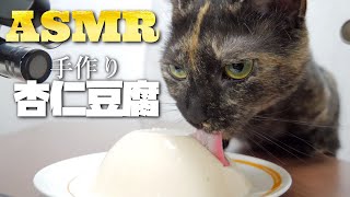 ASMR | Cat Eating Milk Jelly