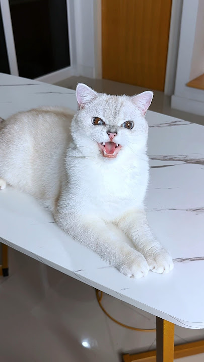 My cat scared me on Halloween 🎃 #cat #cats