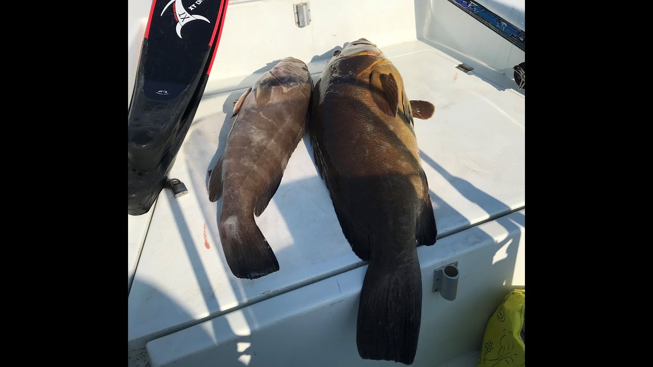 Best of Spearfishing 2019 - Οι καλύτερες συλλήψεις για το 2019