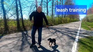 Puppy Development Walking On a leash