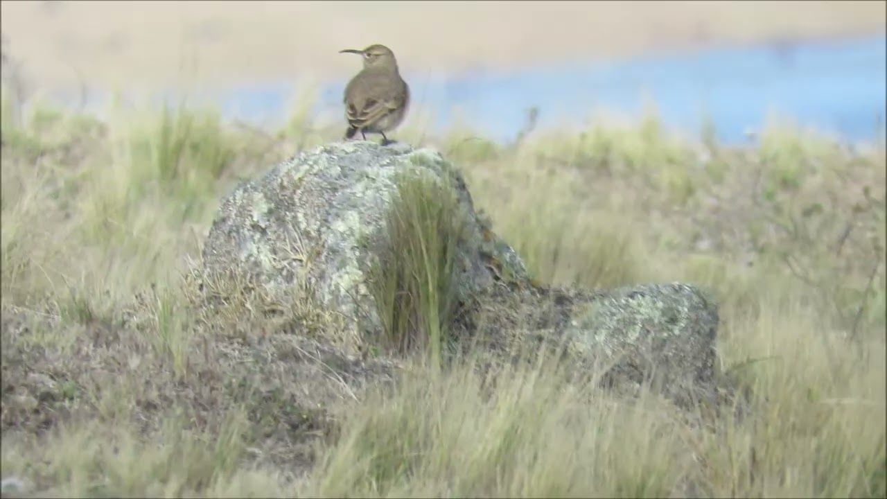 Caminera picuda (Geositta tenuirostris) - Tafí del Valle, Tucumán