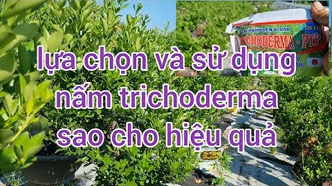 Cách lựa chọn , cách sử dụng nấm trichoderma đạt hiệu quả nhất có thể