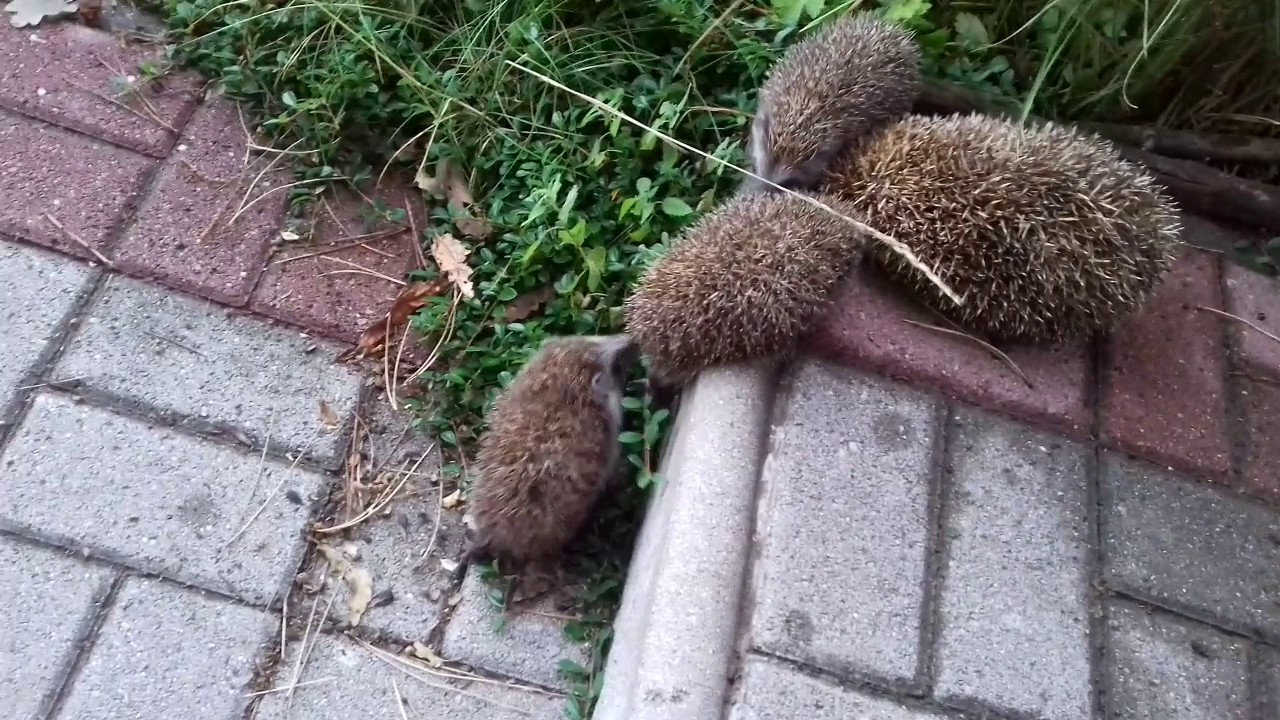 féregtelenítő sündisznó leheletszagok, mint ölni