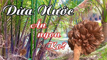 DỪA NƯỚC - Đặc Sản Miền Tây Sông Nước | Sang Sào Sáo Sss