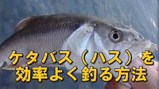 琵琶湖のケタバス（ハス）をルアーで効率よく釣る方法とは？淡水ルアー釣りでほとんどの人が使っていないあるソルト用トップウォーターを使えば、効率的＆エキサイティングな釣りが楽しめる！クリスタルポッパー