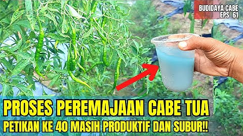 CARA PEREMAJAAN CABE TUA AGAR TETAP BERBUAH LEBAT🌿🌶
