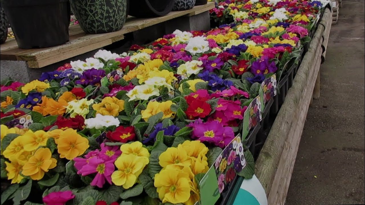 Collection of colourful Primrose plants
