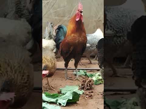 मुर्गे की आवाज