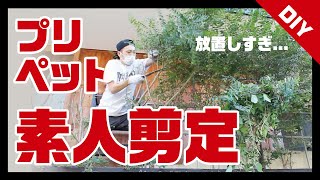 【素人剪定】お店入口前のプリペットの木を切る！【店舗外構DIY】