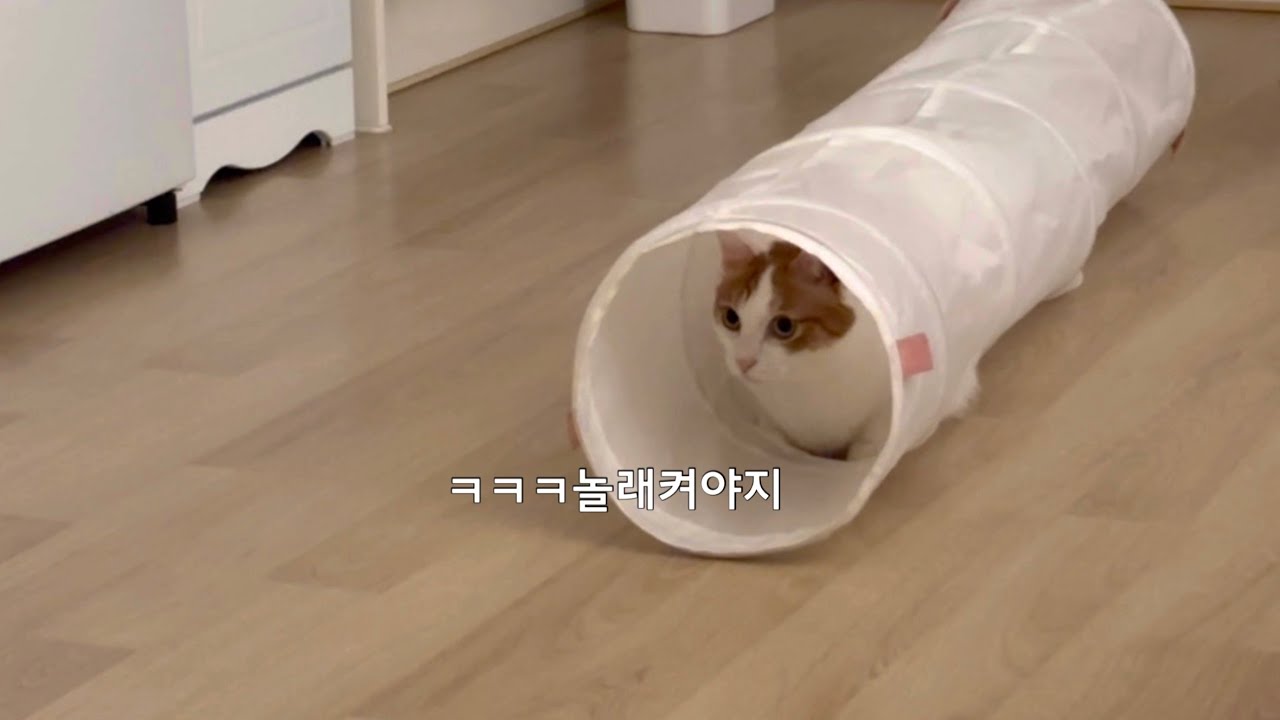 숨어있다가 놀래키는 고양이들