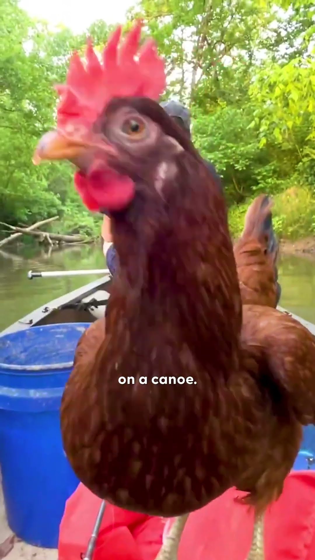 Weatherman Adopts A Chicken He Found In A Blizzard | The Dodo