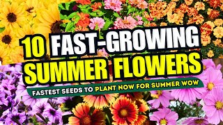 Top 10 Fastest Seeds to Plant NOW for Summer WOW! 😱 // Fast Growing Flowers for Garden 🌼