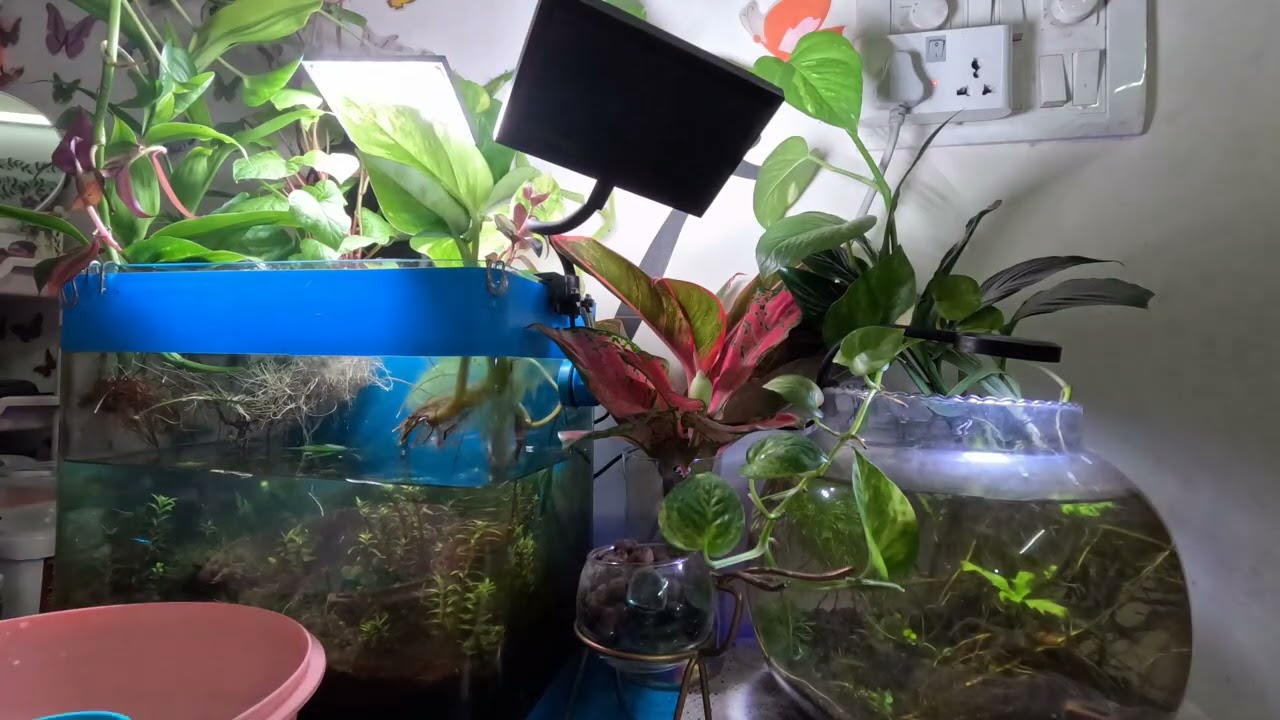 Aquarium Tank cleaning therapy