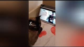 Cat reacting to viral cat jamming Part 2 - pari papa piripipi