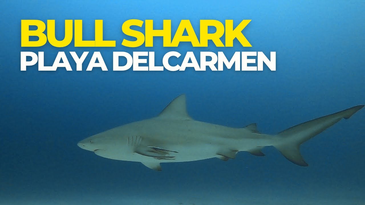 Bull Shark in Playa del Carmen / Scuba Dive / Sharks - YouTube