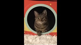 CAT CHECKING OUT DOUBLE DECKER SPACESHIP SCRATCHING CONDO