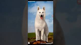 تهكير لعبة القنص الرائع مضمونة 100% screenshot 1