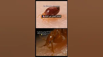 فرنسا تنعزل عن العالم بسبب حشرة البق فرنسا 
